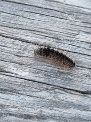 Acronicta menyanthidis