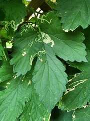 Agromyza flaviceps