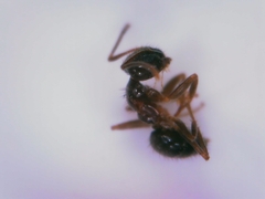 Nylanderia jaegerskioeldi