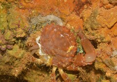 Bellactis ilkalyseae