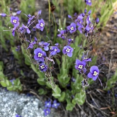 Veronica copelandii