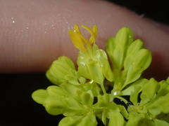 Glischrocaryon aureum