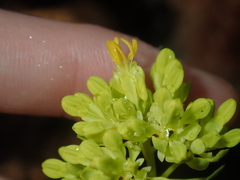 Glischrocaryon aureum