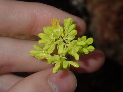 Glischrocaryon aureum