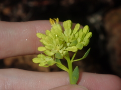 Glischrocaryon aureum