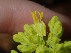 Glischrocaryon aureum