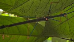 Marmessoidea moesta