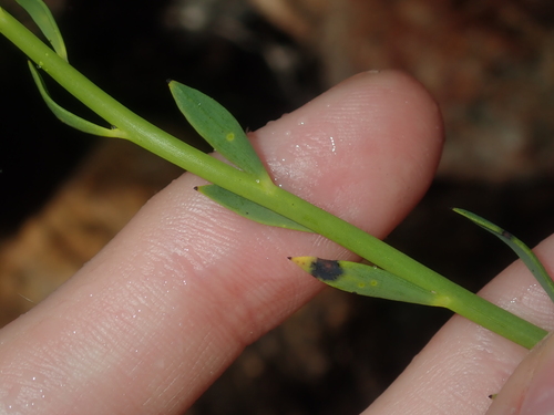 Image of Glischrocaryon aureum by (c) Thomas Mesaglio, some rights reserved (CC BY)