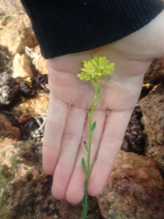 Glischrocaryon aureum