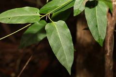 Leichhardtia longiloba