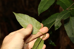 Leichhardtia longiloba