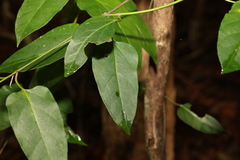 Leichhardtia longiloba