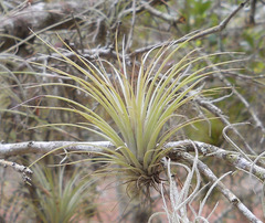 Tillandsia simulata