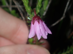 Tetratheca confertifolia