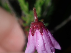 Tetratheca confertifolia