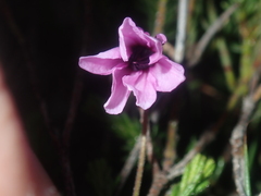 Tetratheca confertifolia