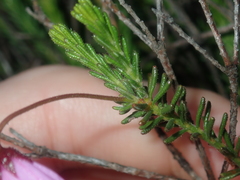 Tetratheca confertifolia