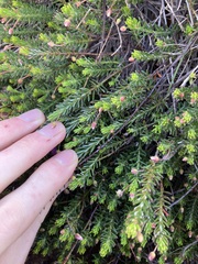 Tetratheca confertifolia