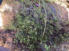 Tetratheca confertifolia