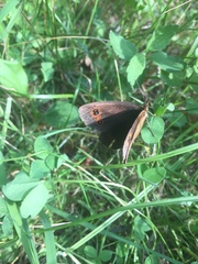 Erebia aethiops