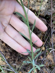 Glischrocaryon aureum