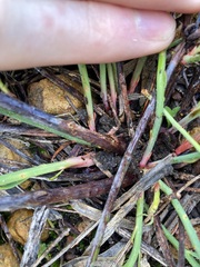 Glischrocaryon aureum