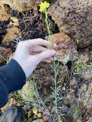 Glischrocaryon aureum