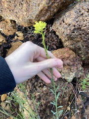 Glischrocaryon aureum