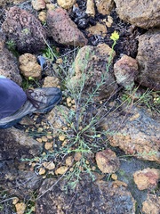 Glischrocaryon aureum