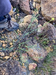 Glischrocaryon aureum