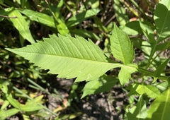 Bidens amplissima