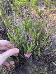 Tetratheca confertifolia