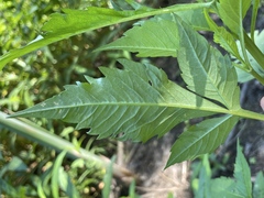 Bidens amplissima
