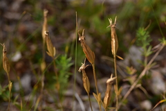 Gentiana verna