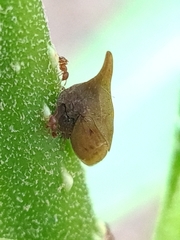 Enchenopa squamigera