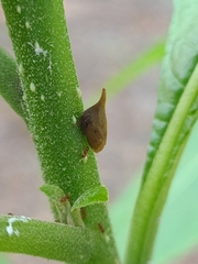 Enchenopa squamigera