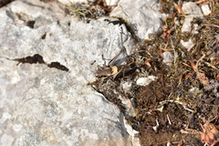 Pholidoptera dalmatica