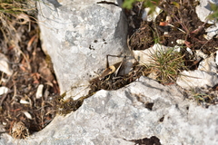 Pholidoptera dalmatica