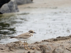 Charadrius placidus