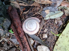 Sphaerospira fraseri