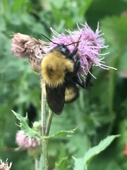 Bombus perplexus