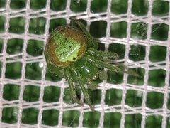 Araneus unanimus