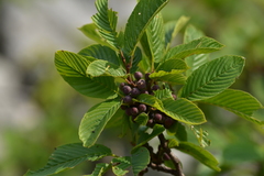 Rhamnus fallax
