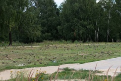 Sturnus vulgaris