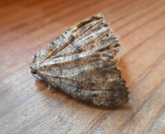 Charissa glaucinaria