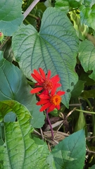 Pseudogynoxys benthamii