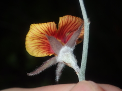 Jacksonia restioides