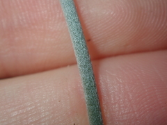 Jacksonia restioides