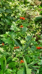 Pseudogynoxys benthamii