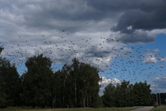 Sturnus vulgaris